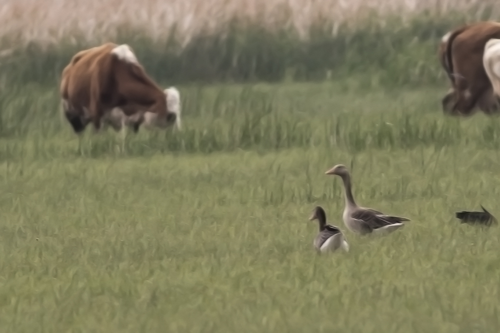 Graylag Goose